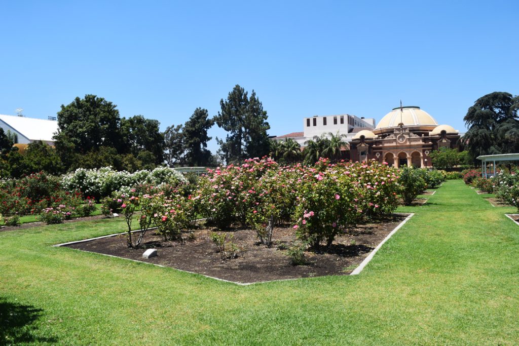 Exposition Park Rose Garden